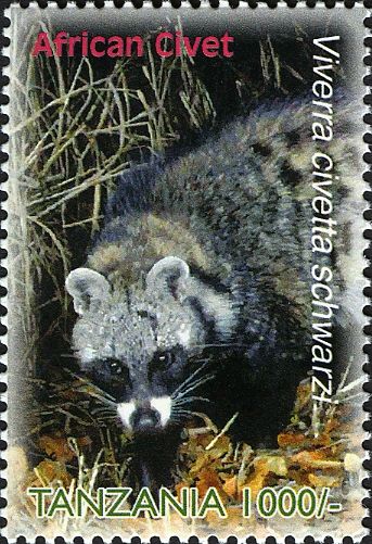 African Civet (Civettictis civetta ssp. schwarzi)