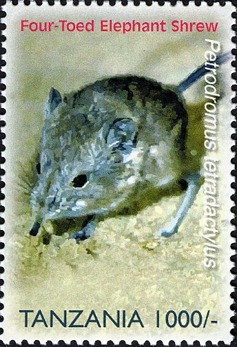 Four-toed Elephant Shrew (Petrodromus tetradactylus)