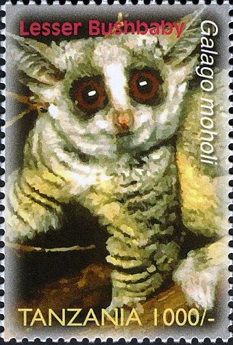 Lesser Bushbaby (Galago moholi)