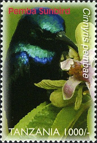 Pemba Sunbird (Cinnyris pembae)