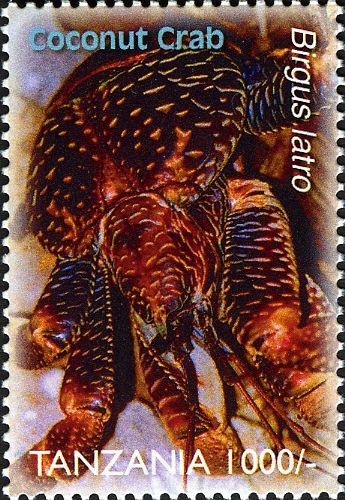Coconut Crab (Birgus latro)