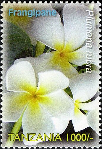 White Frangipani (Plumeria alba)