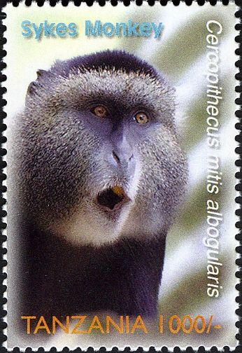 Sykes's Monkey (Cercopithecus albogularis)
