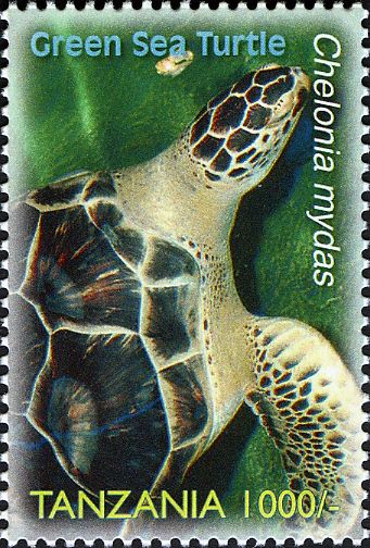 Green Sea Turtle (Chelonia mydas)
