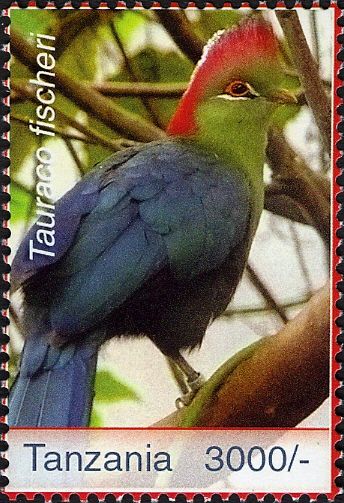 Fischer's Turaco (Tauraco fischeri)