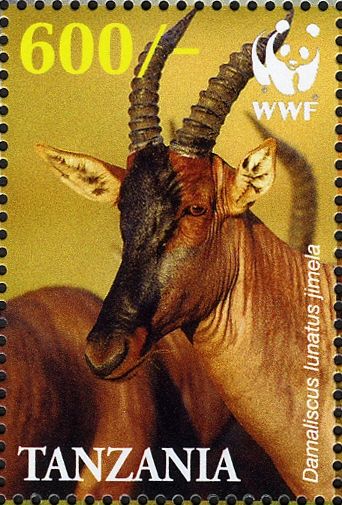 Topi (Damaliscus lunatus jimela)