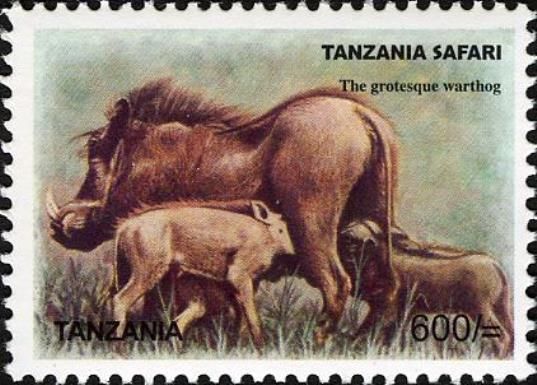 Common Warthog (Phacochoerus africanus)