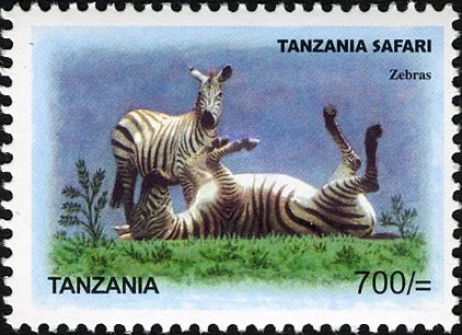 Plains Zebra (Equus quagga)