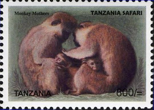 Baboon (Papio sp.)