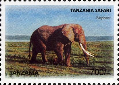 African Elephant (Loxodonta africana)