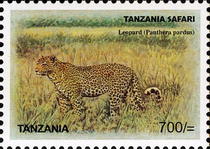 Leopard (Panthera pardus)