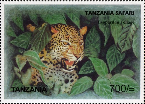 Leopard (Panthera pardus)