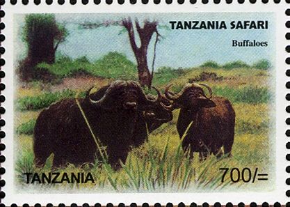 African Buffalo (Syncerus caffer)