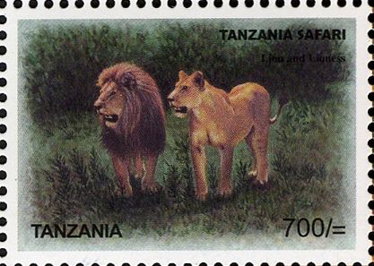 Lion (Panthera leo) - Male and Female