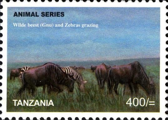 Wildebeest (Connochaetes sp.), Plains Zebra (Equus quagga)