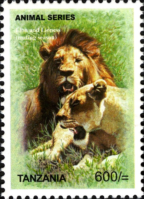 Lion (Panthera leo), Male and Female