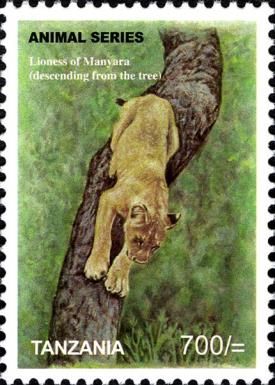 Lion (Panthera leo) - Female from Manyara