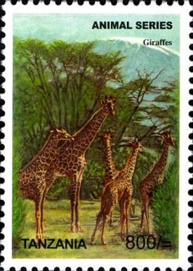 Giraffe (Giraffa camelopardalis)
