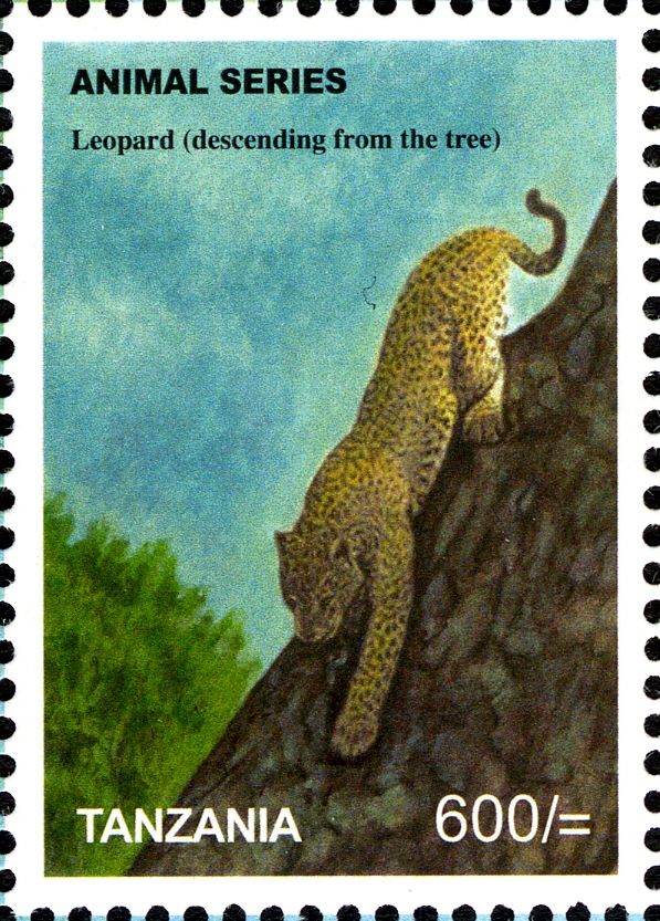 Leopard (Panthera pardus)