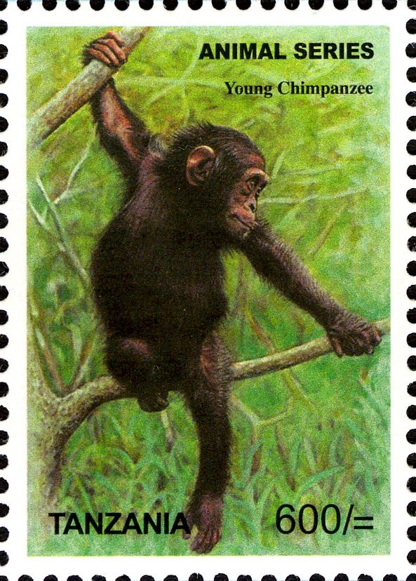 Chimpanzee (Pan troglodytes)