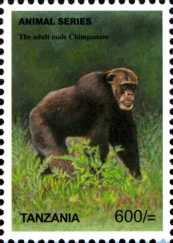 Chimpanzee (Pan troglodytes)