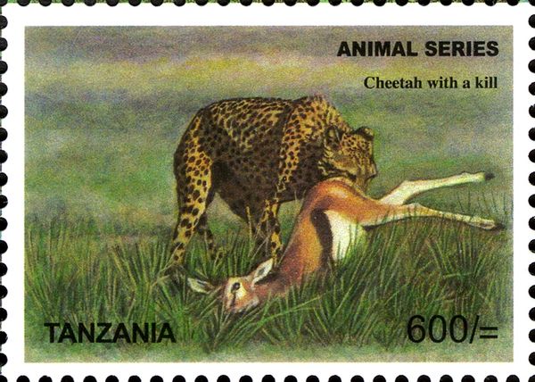Cheetah (Acinonyx jubatus)