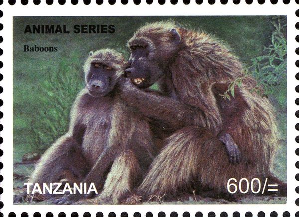 Baboon (Papio sp.)