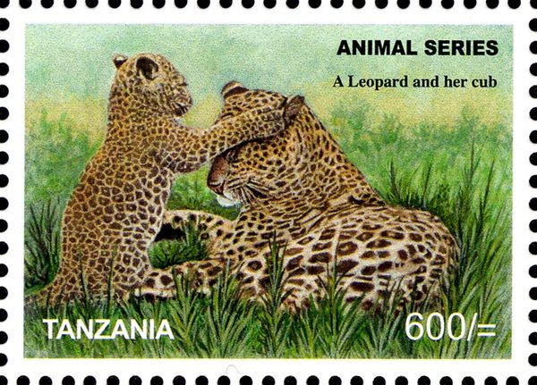 Leopard (Panthera pardus) and Cubs