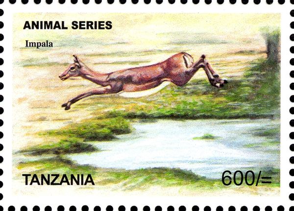 Impala (Aepyceros melampus)