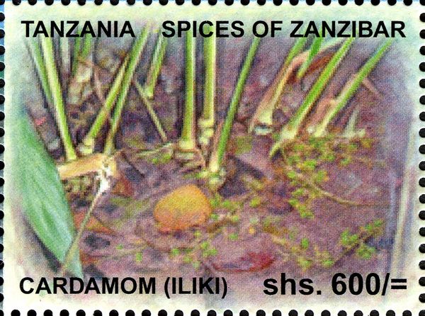 Cardamom (Iliki)