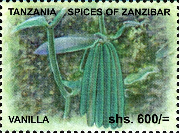 Vanilla - Vanilla planifolia