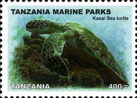 Green Sea Turtle (Chelonia mydas)