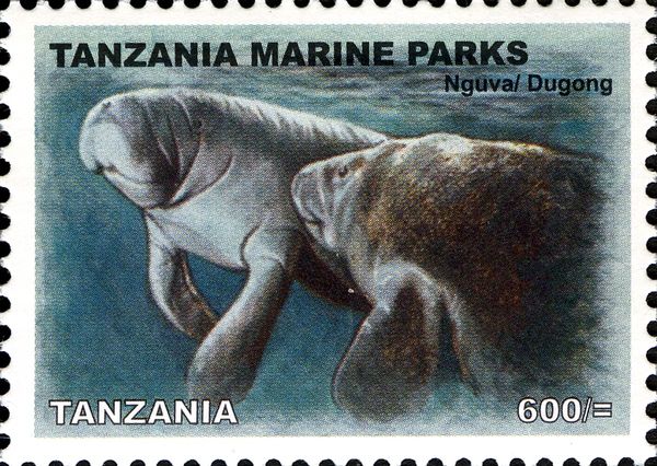 Dugong (Dugong dugon)
