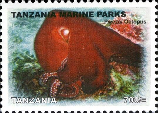 Octopus (Octopus sp.)