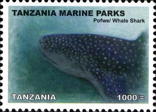 Whale Shark (Rhincodon typus)