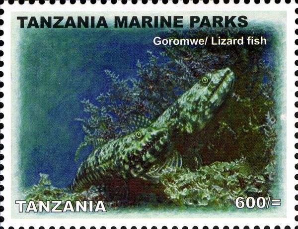 Lizardfish (Synodus sp.)