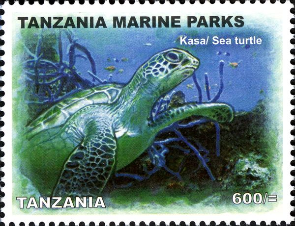 Green Sea Turtle (Chelonia mydas)