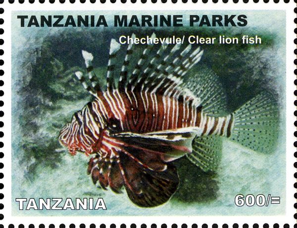 Lionfish (Pterois sp.)