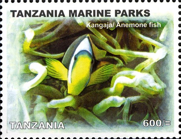 Anemonefish (Amphiprion sp.)