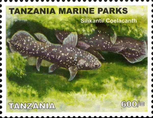 West Indian Ocean Coelacanth (Latimeria chalumnae)