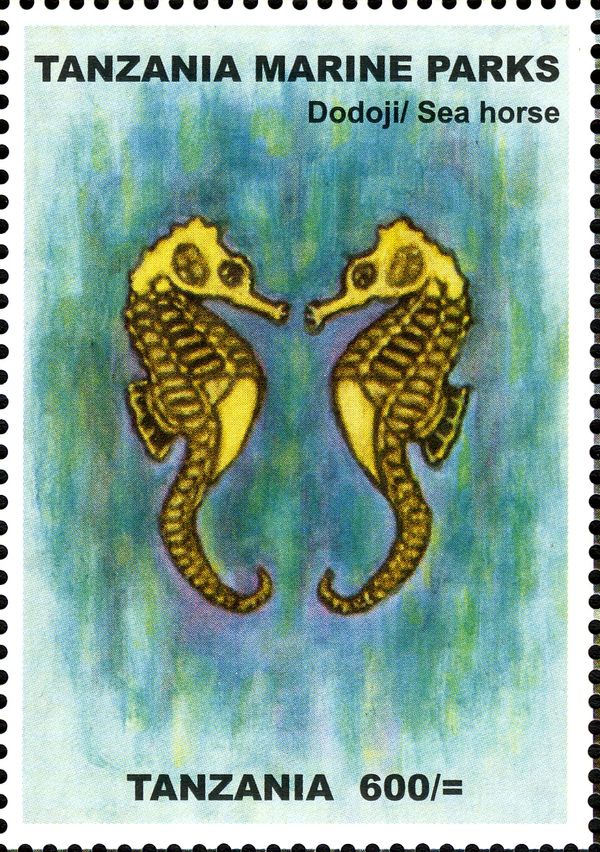 Seahorse (Hippocampus sp.)