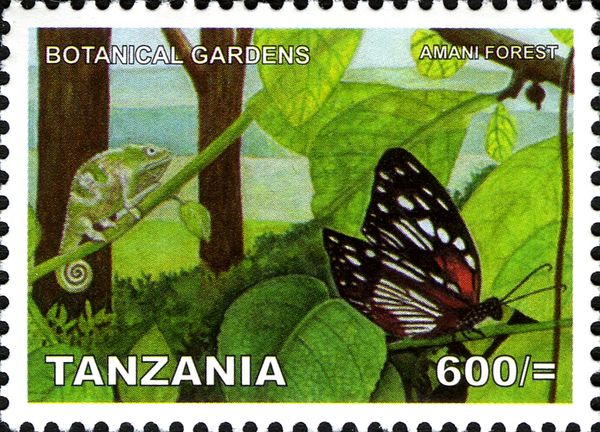Amani Forest