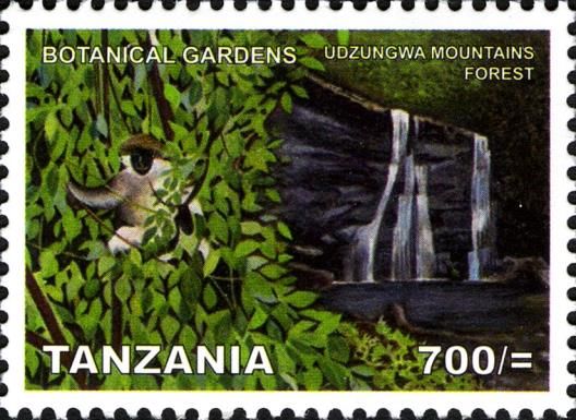 Udzungwa Red Colobus (Piliocolobus gordonorum), Udzungwa Mou