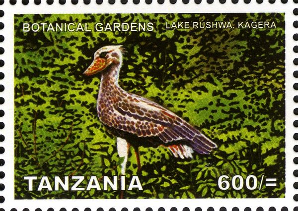 Shoebill (Balaeniceps rex), Lake Rushwa - Kagera