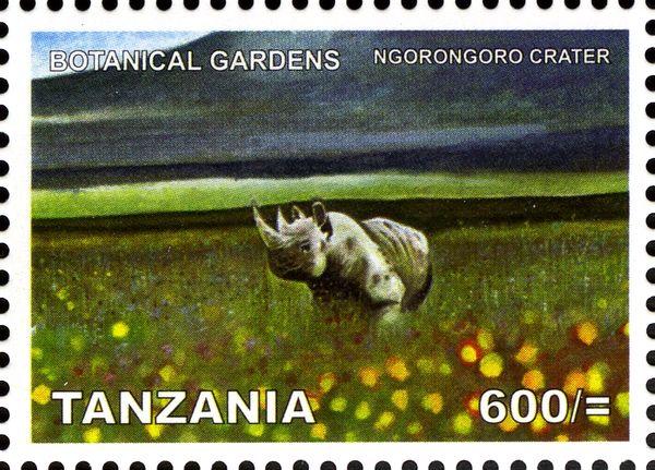 Ngorongoro Crater, Black Rhinoceros (Diceros bicornis)