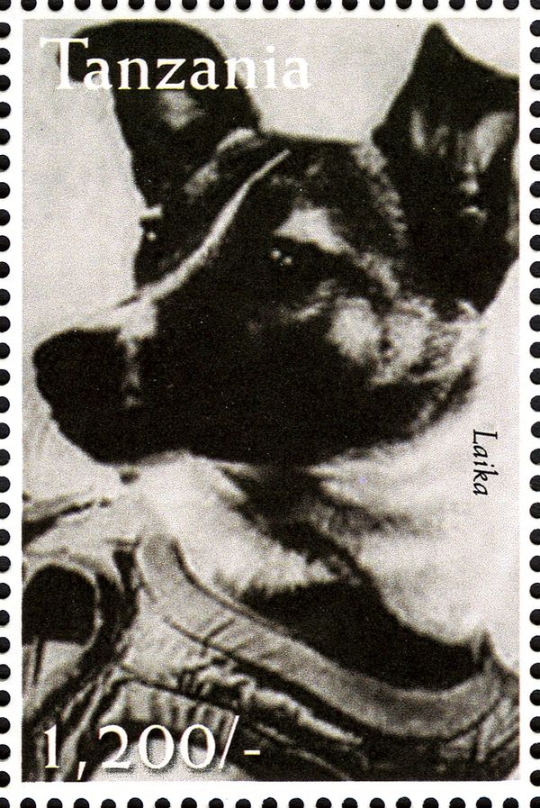 Siberian Laika (Canis lupus familiaris)