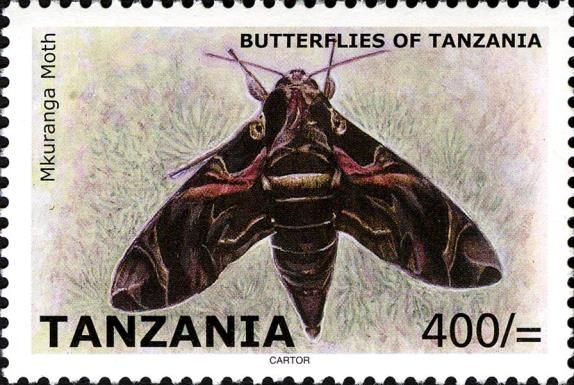 Mkuranga Moth (Daphnis nerii)