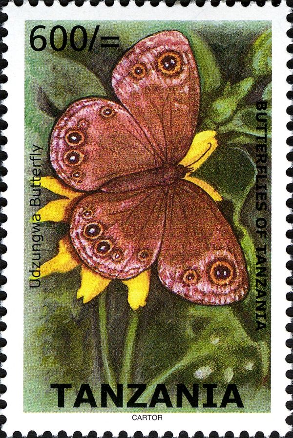 Udzwunga Butterfly (Bicyclus sp.)