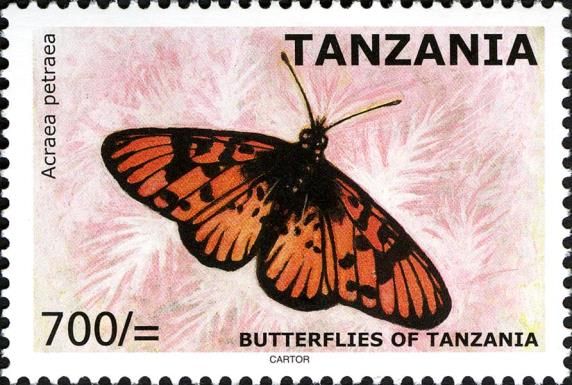 Blood-red Acraea (Acraea petraea) Male