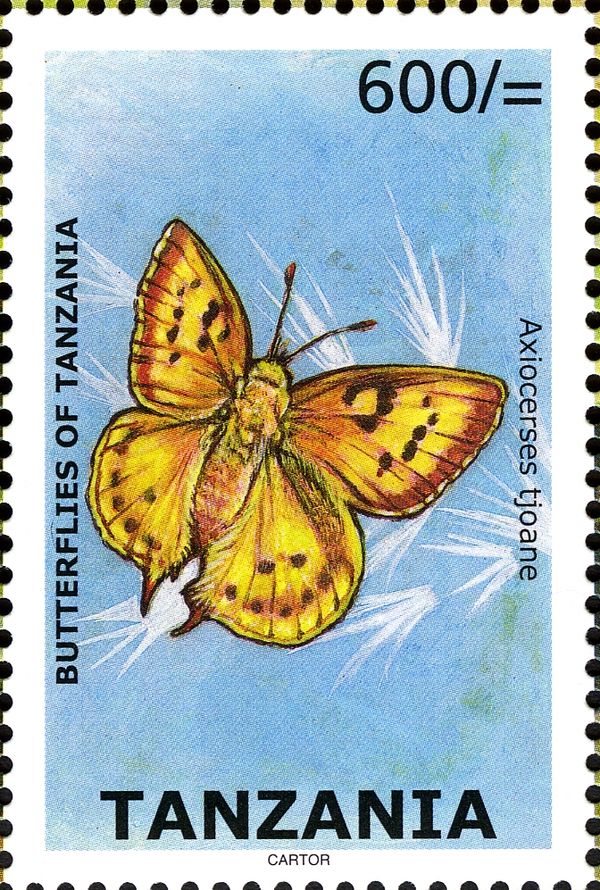 Eastern Scarlet (Axiocerses tjoane)